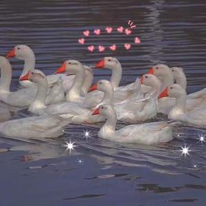 4408三级神马视频
